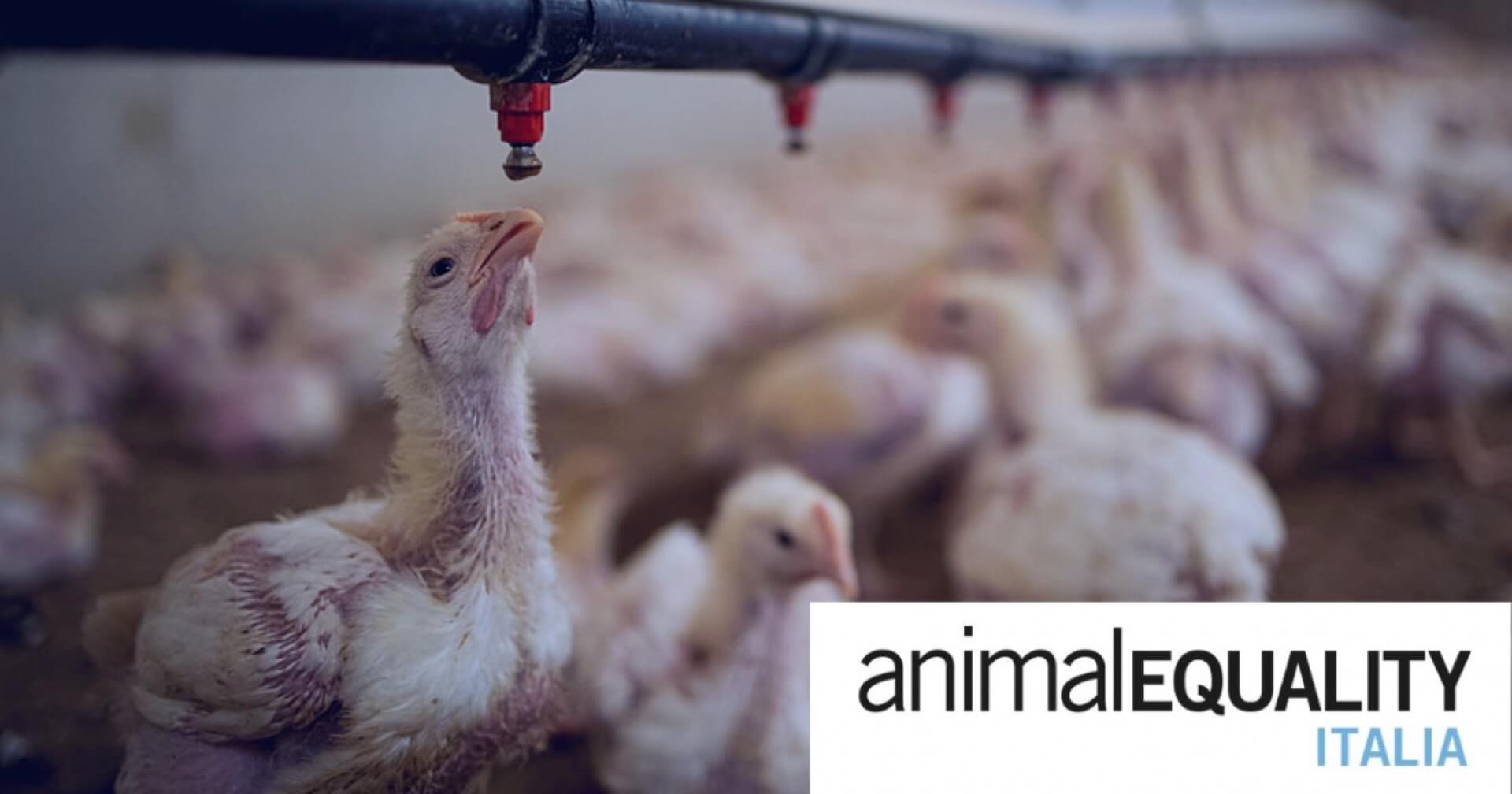 Giving voice to the the voiceless: Animal Equality’s Global Fight for Farmed Animals