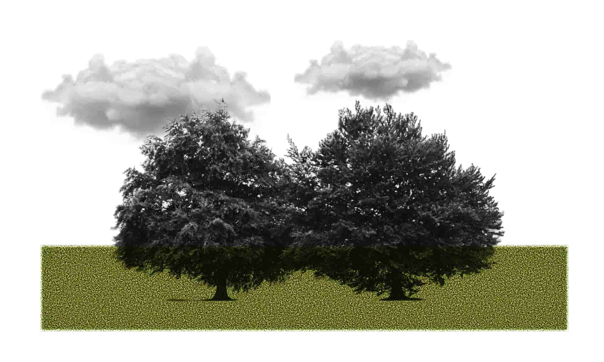 Poems for a Better World: An Ode to Environmental Restoration