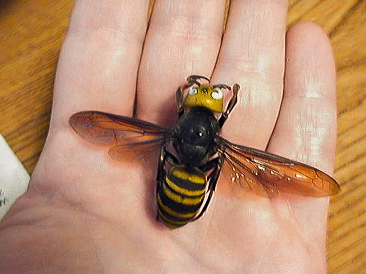 Photo of a giant an Asian murder hornet. Picture: NUMBER7isBEST/Wikimedia