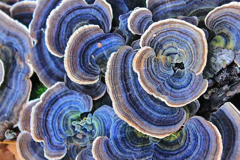 4 Ways to Combat the Negative Impacts of Global Warming on Biodiversity