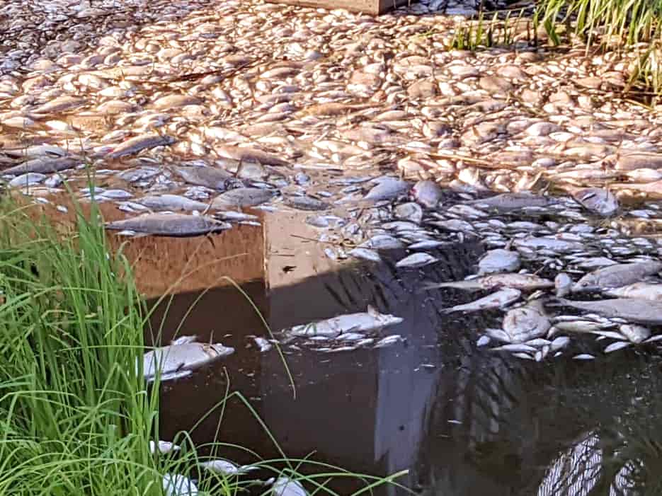 100 tons of dead fish in Poland