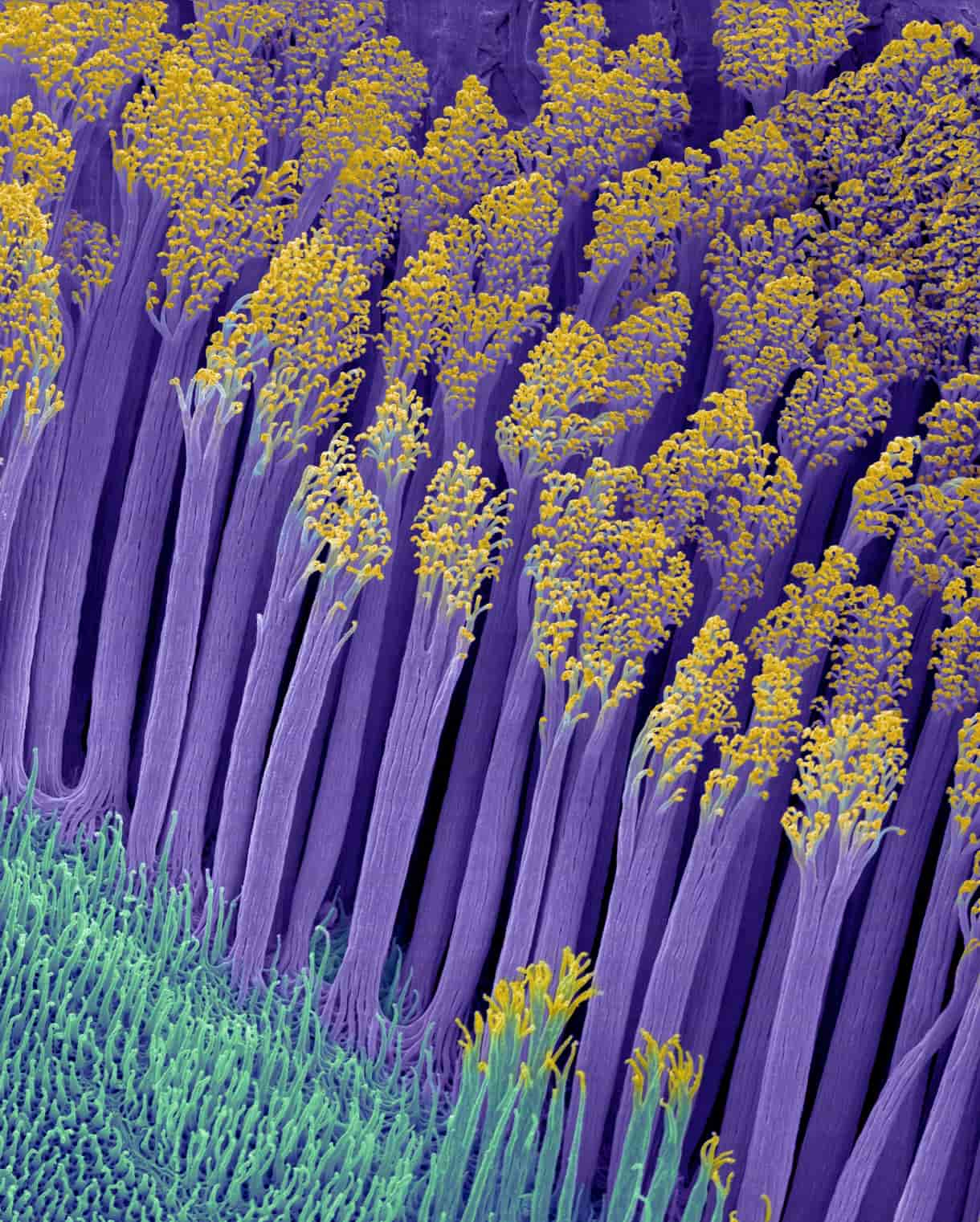 Exploring the microscopic world: 10 stunning photos