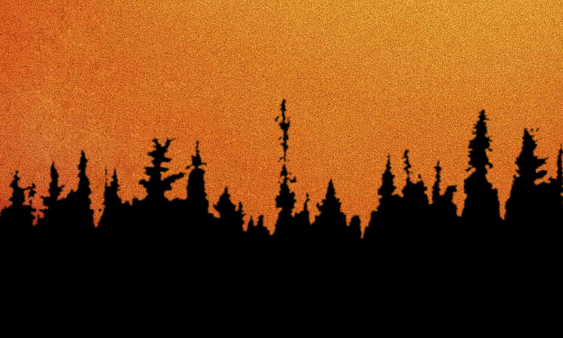 How to combat forest fires: causes and 4 solutions