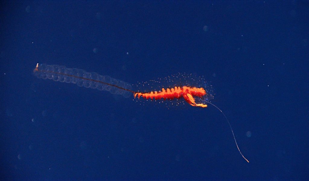 long Siphonophorae