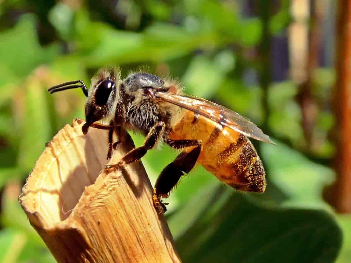 The hidden war on honeybees: Murder hornets, parasitic wasps and the fight for survival