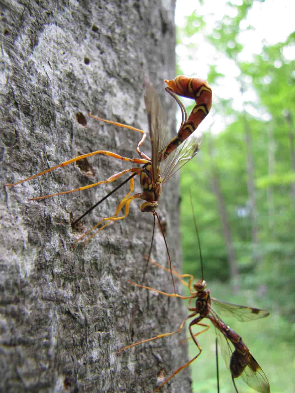 Parasitic wasps use their long ovipositor to lay eggs inside the holes insects make into the dying beech trees. Photo: Mike McCarthy © CC BY-SA 2.0